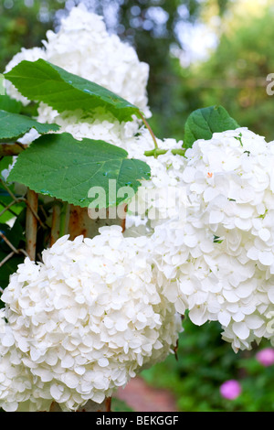 Large white hydrangea blossoms - August summer flower (close-up). Stock Photo