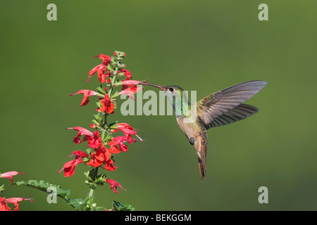 Buff-bellied Hummingbird (Amazilia yucatanenensis), male feeding on Tropical Sage, Sinton, Corpus Christi, Coastal Bend, Texas Stock Photo