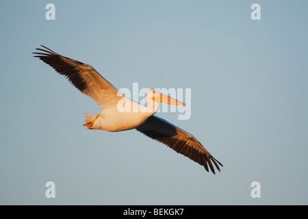 American White Pelican (Pelecanus erythrorhynchos), adult in flight, Sinton, Corpus Christi, Coastal Bend, Texas, USA Stock Photo