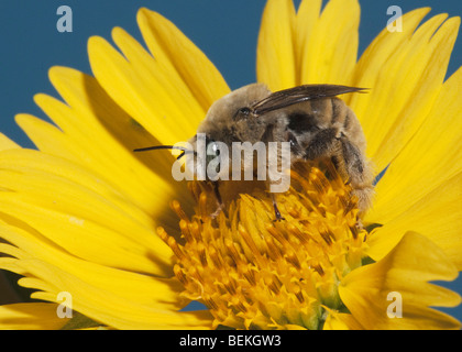Leafcutter bee, mason bee (Megachilidae), adult with pollen from daisy, Sinton, Corpus Christi, Coastal Bend, Texas, USA Stock Photo