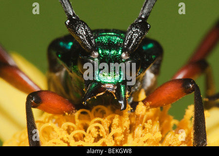 Longhorn beetle (Cerambycidae), adult, Sinton, Corpus Christi, Coastal Bend, Texas, USA Stock Photo