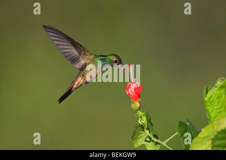 Buff-bellied Hummingbird (Amazilia yucatanenensis), male feeding on Turk's cap, Sinton, Corpus Christi, Coastal Bend, Texas, USA Stock Photo