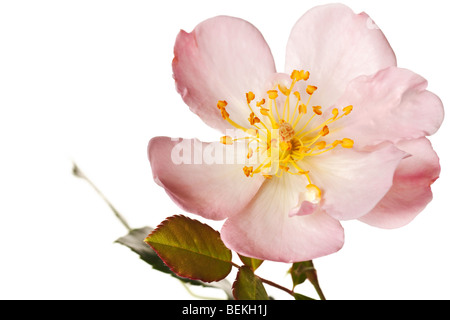 pink tea rose isolated on a pure white background Stock Photo