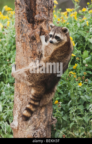Northern Raccoon (Procyon lotor), adult in tree, Sinton, Corpus Christi, Coastal Bend, Texas, USA Stock Photo