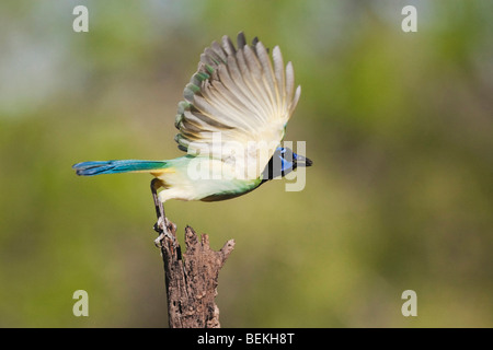 Green Jay (Cyanocorax yncas), adult in flight, Sinton, Corpus Christi, Coastal Bend, Texas, USA