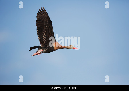 Black-bellied Whistling-Duck (Dendrocygna autumnalis), adult in flight, Welder Wildlife Refuge, Sinton, Texas, USA