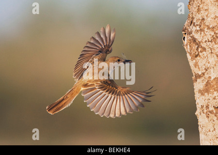 Brown-crested Flycatcher (Myiarchus tyrannulus), adult in flight with prey, Sinton, Corpus Christi, Coastal Bend, Texas, USA Stock Photo