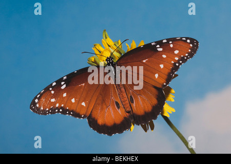 Queen Butterfly (Danaus gilippus), adult feeding on flower, Sinton, Coastel Bend, Texas, USA Stock Photo