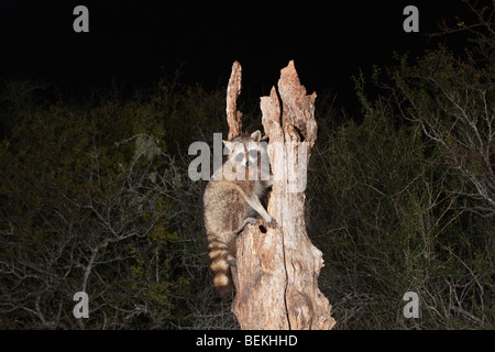 Northern Raccoon (Procyon lotor), adult at night in tree, Sinton, Corpus Christi, Coastal Bend, Texas, USA