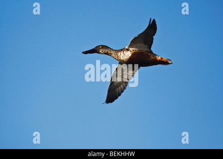 Northern Shoveler (Anas clypeata), male in flight, Sinton, Corpus Christi, Coastal Bend, Texas, USA Stock Photo