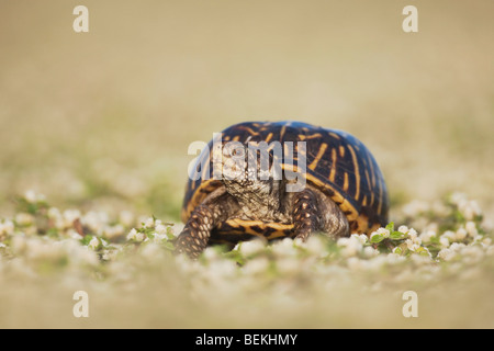 Ornate Box Turtle (Terrapene ornata), male, Sinton, Corpus Christi, Coastal Bend, Texas Coast, USA Stock Photo