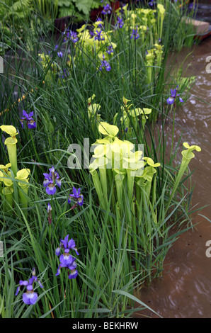 Sarracenia flava, yellow pitcher plant, carnivorous plant Stock Photo