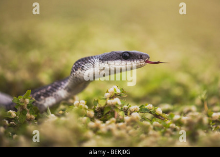 Texas Rat Snake (Elaphe obsoleta lindheimeri), adult, Sinton, Corpus Christi, Coastal Bend, Texas, USA Stock Photo