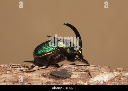 Rainbow Scarab (Phanaeus vindex), adult male, Sinton, Corpus Christi, Coastal Bend, Texas, USA