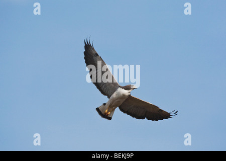 White-tailed Hawk (Buteo albicaudatus), adult in flight, Sinton, Corpus Christi, Coastal Bend, Texas, USA Stock Photo
