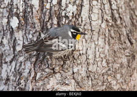 Yellow-throated Warbler (Dendroica dominica), male, Sinton, Corpus Christi, Coastal Bend, Texas, USA Stock Photo