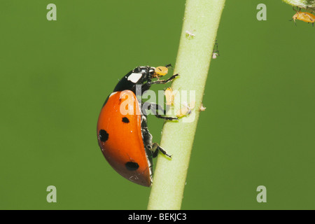 Seven-spotted Ladybug (Coccinella septempunctata), adult eating Aphids (Aphidoidea), Sinton, Corpus Christi, Coastal Bend, Texas Stock Photo