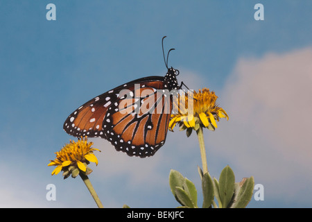 Queen Butterfly (Danaus gilippus), adult feeding on flower, Sinton, Coastel Bend, Texas, USA Stock Photo