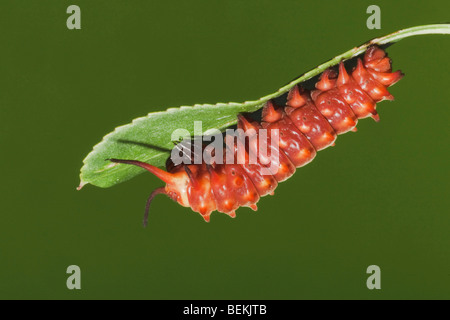 Pipevine Swallowtail (Battus philenor), caterpillar, Sinton, Corpus Christi, Coastal Bend, Texas, USA Stock Photo