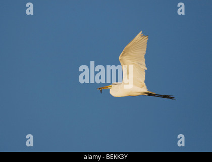 Snowy Egret (Egretta thula), adult in flight with fish prey, Sinton, Corpus Christi, Coastal Bend, Texas, USA Stock Photo