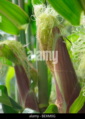 Corn silk Stock Photo