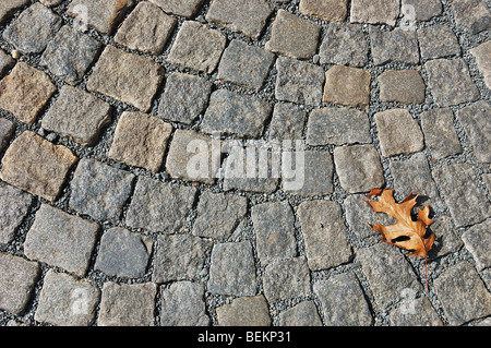 Dried oak leaf lying on a cobblestone pavement Stock Photo