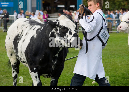 Young male handler showing Holstein Cow in Show Ring at the last ever Royal Show Stock Photo