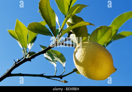 Lemon (Citrus limon) hanging from tree, Tuscane, Italy Stock Photo