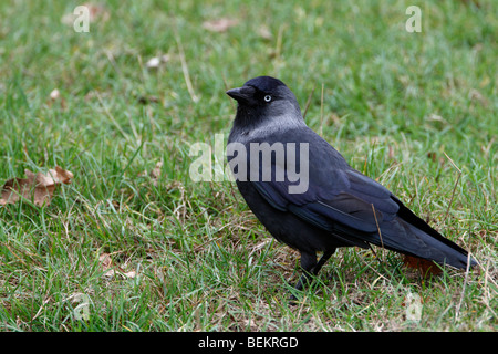 Jackdaw Corvus monedula Stock Photo