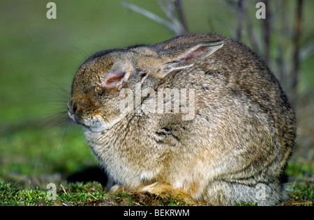 Sick rabbit (Oryctolagus cuniculus) infected with the Myxomatosis disease showing swelling around the eyes Stock Photo