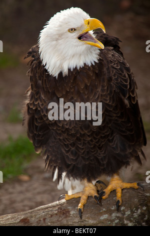 Screeching eagle Stock Photo: 60810658 - Alamy