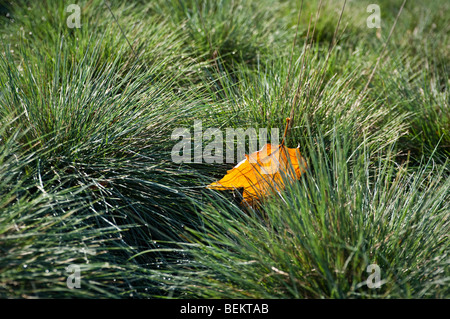 Single autumn leaf on grasses Stock Photo