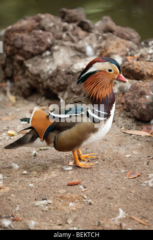 Male Mandarin duck (Aix galericulata)