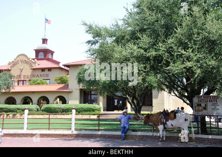 Cowboy with cow at Stockyards, Fort Worth, Texas Stock Photo