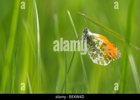 Orange tip (Anthocharis cardamines) in grassland, Belgium Stock Photo
