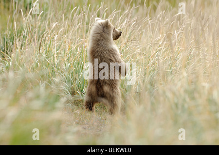 Stock photo of a blonde phase Alaskan brown bear cub standing to look over grasses, Lake Clark National Park, Alaska. Stock Photo