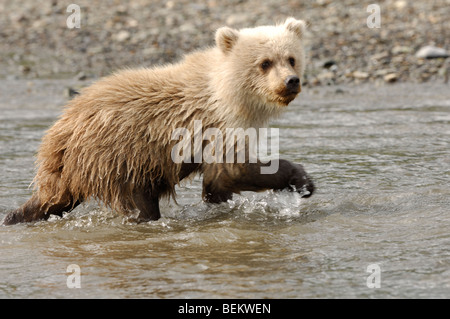 Stock photo of a blonde-phase Alaskan brown bear cub walking across a creek, Lake Clark National Park. Stock Photo