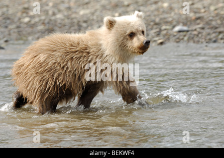 Stock photo of a blonde-phase Alaskan brown bear cub walking across a creek, Lake Clark National Park. Stock Photo