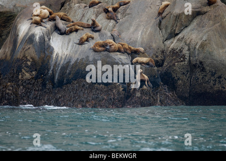 Steller sea lions, Eumetopias jubatus, hauled out on rocks, Kenai Fjords National Park, Alaska. Stock Photo