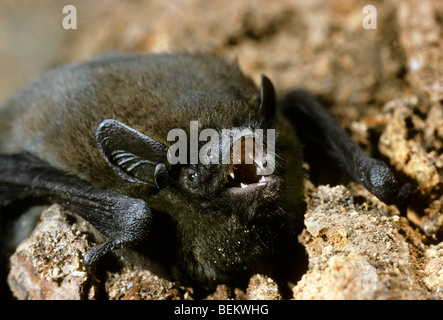Nathusius pipistrelle bat (Pipistrellus nathusii) in hand of researcher Stock Photo