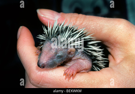 Orphan one-week-old European hedgehog baby (Erinaceus europaeus) in hand at animal shelter Stock Photo