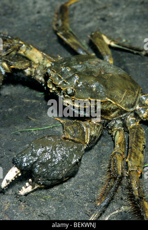 Chinese mitten crab / big sluice crab / Shanghai hairy crab (Eriocheir sinensis),  burrowing crab native to Asia Stock Photo