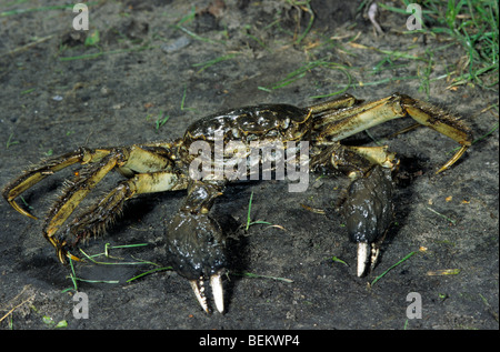 Chinese mitten crab / big sluice crab / Shanghai hairy crab (Eriocheir sinensis),  burrowing crab native to Asia Stock Photo