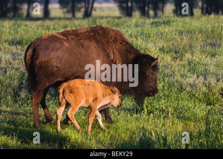 American Bison, Buffalo (Bison bison), cow with calf, Antelope Flats, Grand Teton NP,Wyoming, USA Stock Photo