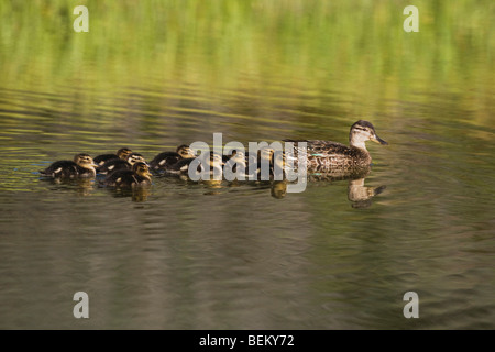 Blue-winged Teal (Anas discors), female with chicks, Grand Teton NP,Wyoming, USA Stock Photo
