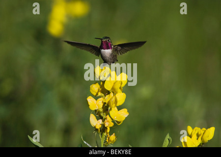 Broad-tailed Hummingbird (Selasphorus platycercus),male in flight feeding on flower,Rocky Mountain National Park, Colorado, USA Stock Photo