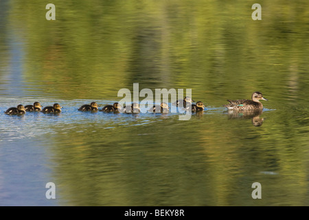 Blue-winged Teal (Anas discors), female with chicks, Grand Teton NP,Wyoming, USA Stock Photo
