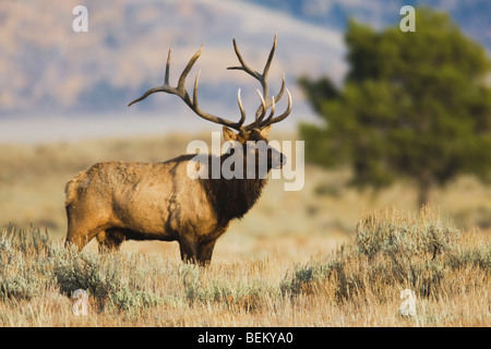 Elk, Wapiti (Cervus elaphus), bull bugling, Yellowstone NP,Wyoming, USA Stock Photo