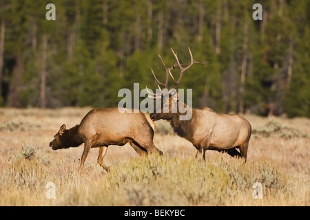 Elk, Wapiti (Cervus elaphus), bull smelling cow, Yellowstone NP,Wyoming, USA Stock Photo