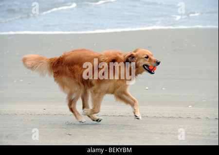 A Golden Retriever plays on the beach in Carova Beach North Carolina, the outerbanks. Stock Photo